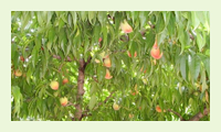 元和绿宝施肥方案-桃树